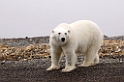 Polar Bear (Isbjørn)